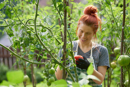 plateau-de-travail-en-agriculture Jeune fille cueillant des tomates dans un potager